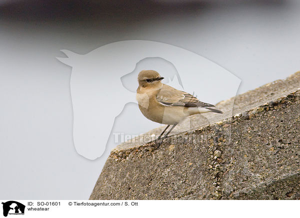 Steinschmtzer / wheatear / SO-01601