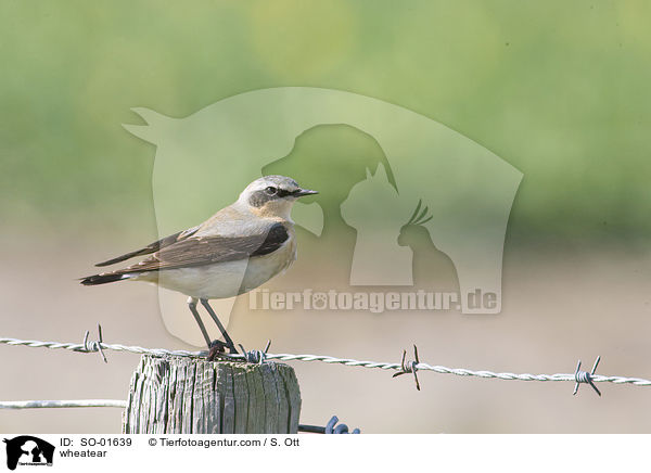 Steinschmtzer / wheatear / SO-01639