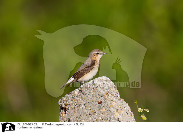 northern wheatear / SO-02452