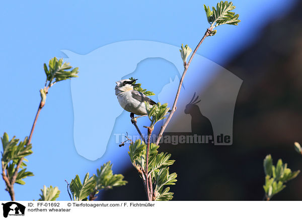 Steinschmtzer / northern wheatear / FF-01692