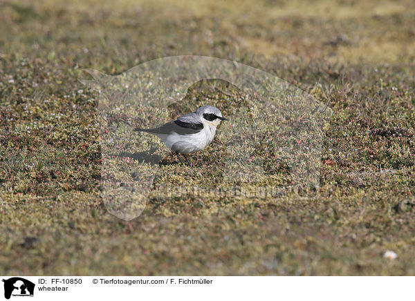 wheatear / FF-10850