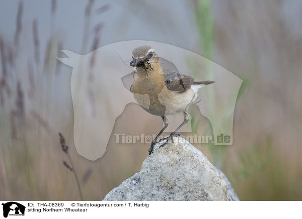 sitzender Steinschmtzer / sitting Northern Wheatear / THA-08369