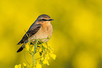 northern wheatear
