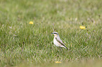 northern wheatear
