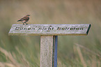sitting Northern Wheatear