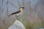 sitting Northern Wheatear