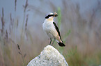 sitting Northern Wheatear