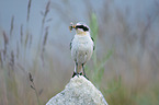 sitting Northern Wheatear