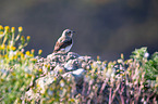 Wheatear