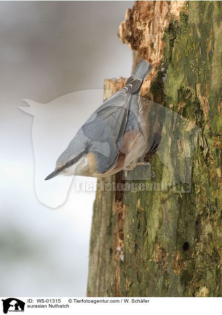 eurasian Nuthatch / WS-01315
