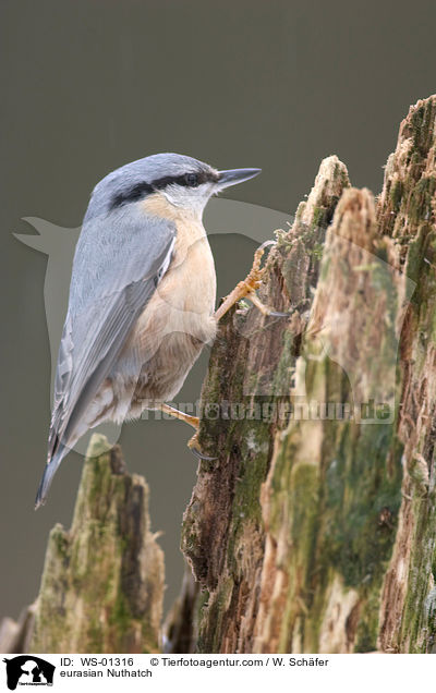 eurasian Nuthatch / WS-01316