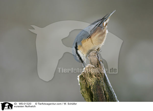 eurasian Nuthatch / WS-01320