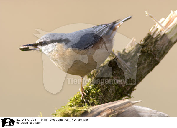 eurasian Nuthatch / WS-01321