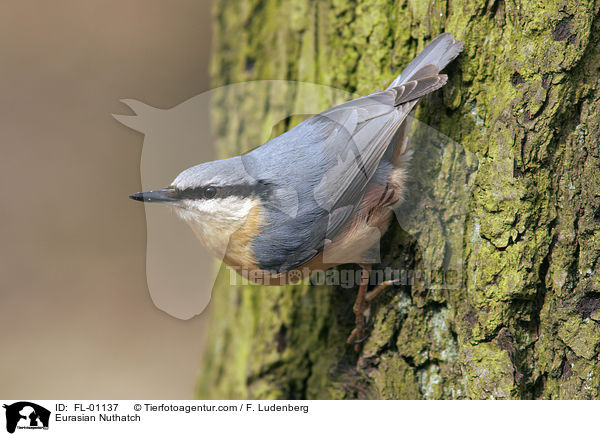 Eurasian Nuthatch / FL-01137