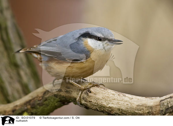 nuthatch / SO-01079