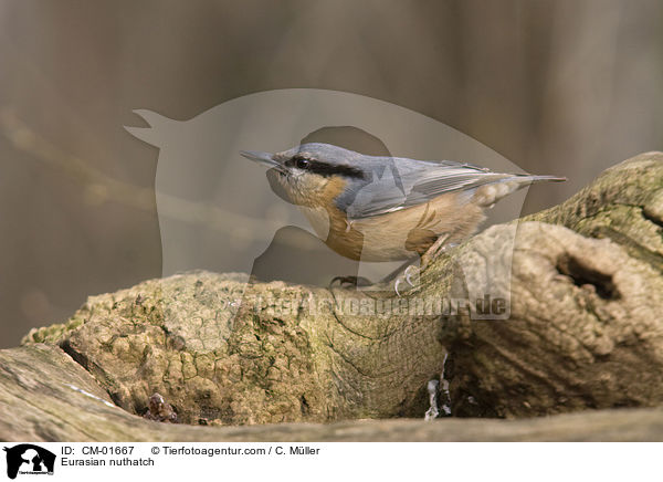 Eurasian nuthatch / CM-01667