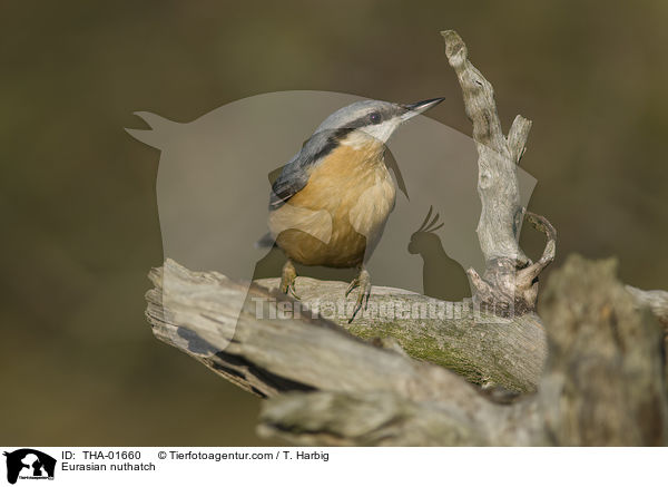 Eurasian nuthatch / THA-01660