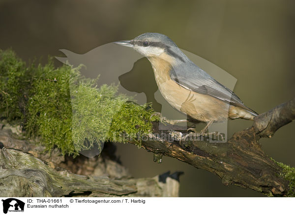Eurasian nuthatch / THA-01661