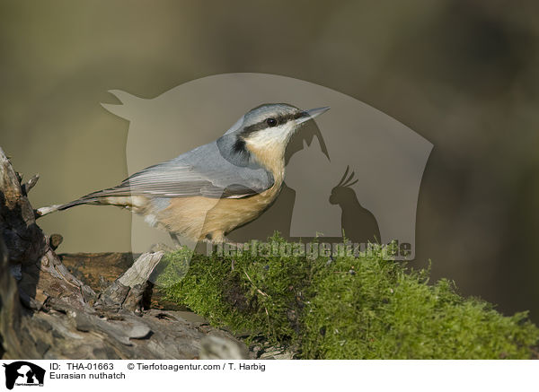 Eurasian nuthatch / THA-01663