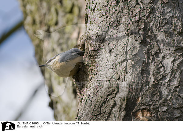 Eurasian nuthatch / THA-01665