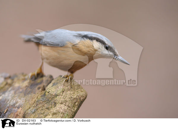 Eurasian nuthatch / DV-02163