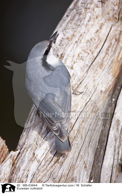 Eurasian nuthatch / WS-03844