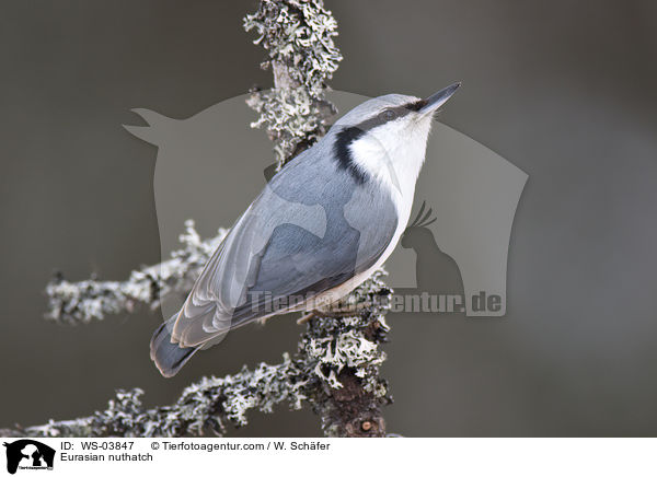 Eurasian nuthatch / WS-03847
