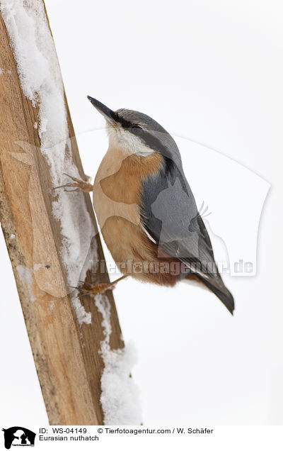 Eurasian nuthatch / WS-04149