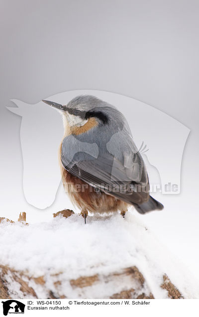 Eurasian nuthatch / WS-04150