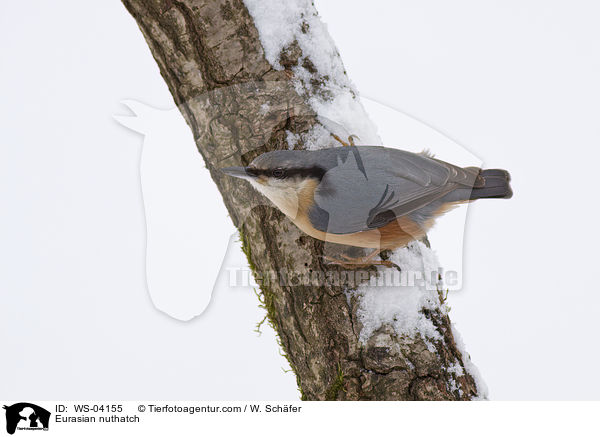 Eurasian nuthatch / WS-04155