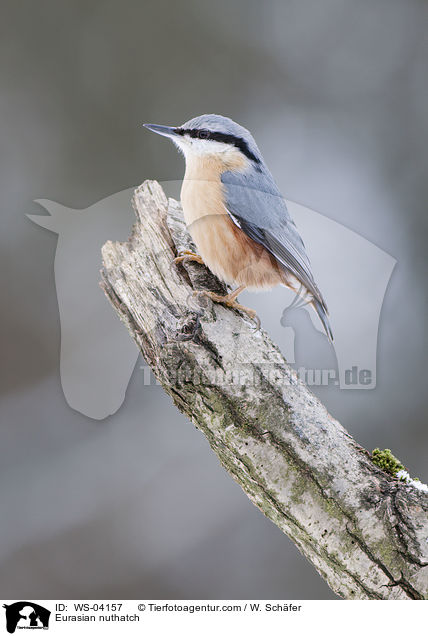 Eurasian nuthatch / WS-04157