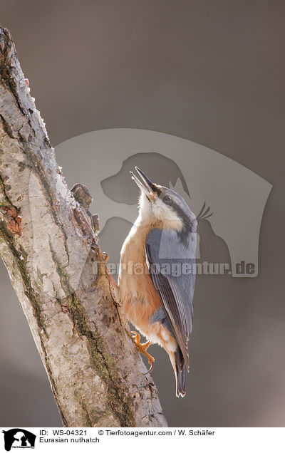 Kleiber / Eurasian nuthatch / WS-04321