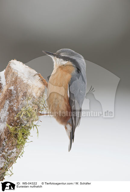 Eurasian nuthatch / WS-04322