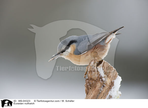 Eurasian nuthatch / WS-04323