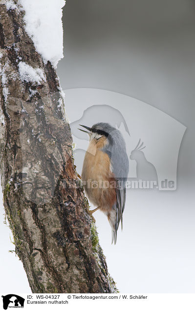 Eurasian nuthatch / WS-04327