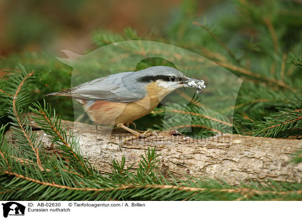 Eurasian nuthatch / AB-02630