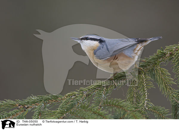 Kleiber / Eurasian nuthatch / THA-05050