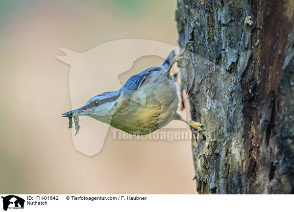 Nuthatch / FH-01642