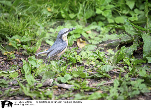 stehender Kleiber / standing Nuthatch / MBS-22660