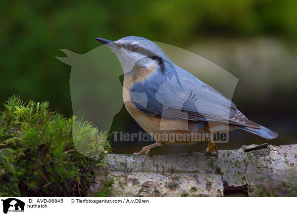 nuthatch / AVD-06845