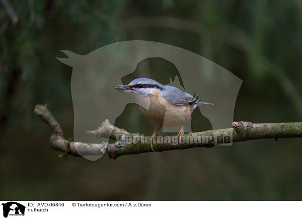nuthatch / AVD-06846