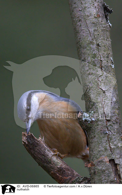 nuthatch / AVD-06865