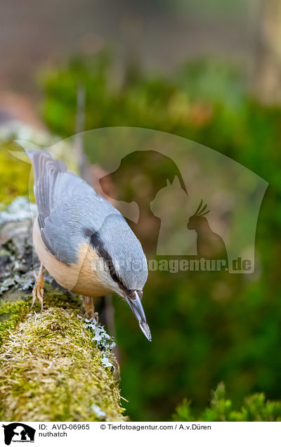 Kleiber / nuthatch / AVD-06965