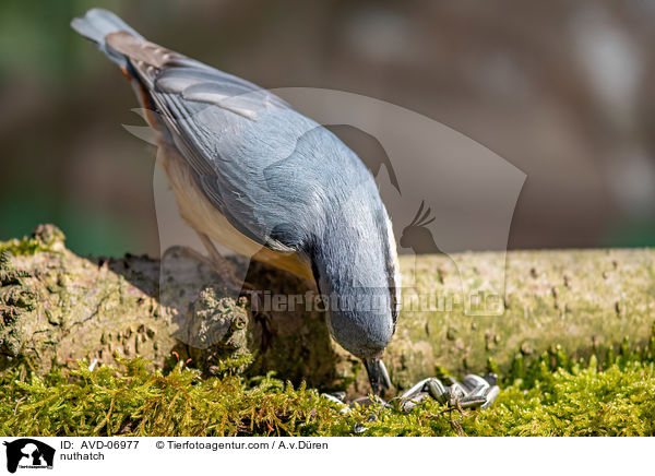 nuthatch / AVD-06977