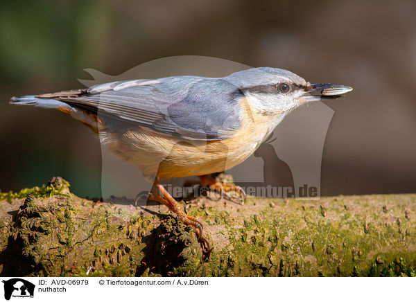 nuthatch / AVD-06979