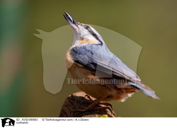 Kleiber / nuthatch / AVD-06983