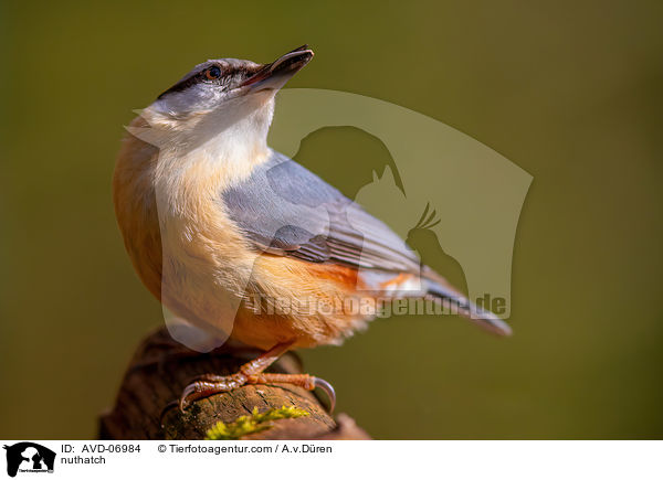 nuthatch / AVD-06984