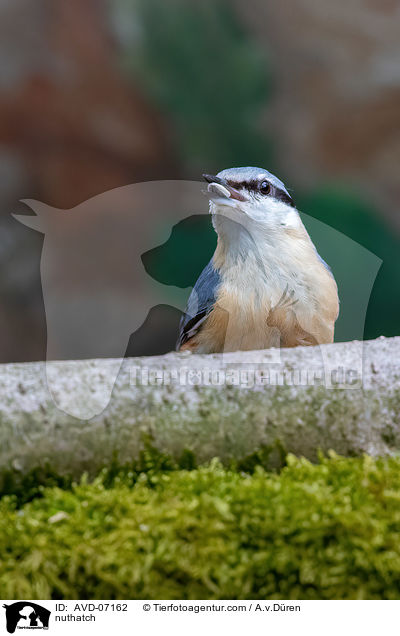nuthatch / AVD-07162