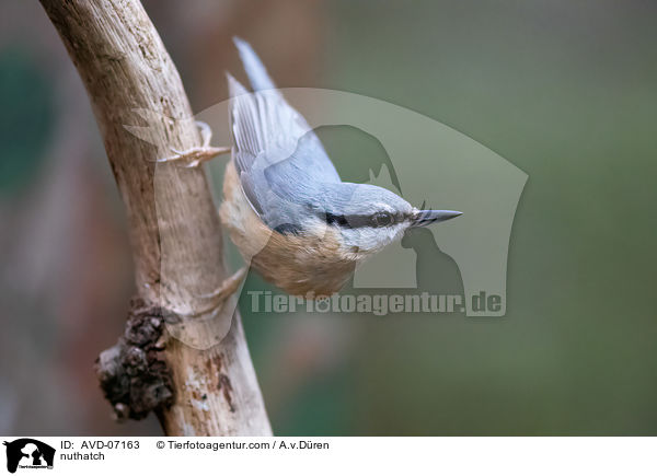 nuthatch / AVD-07163