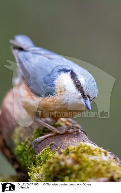 nuthatch / AVD-07165